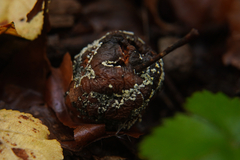 Monilinia