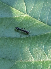 Tetraponera nigra