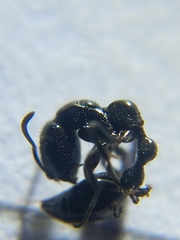 Tetraponera nigra