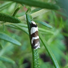 Eulechria triferella