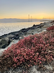 Mesembryanthemum nodiflorum