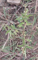 Croton bonplandianus