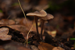 Lyophyllaceae