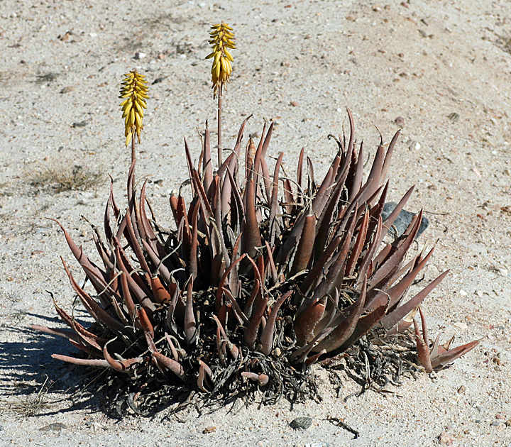 Photos of aloe vera (Aloe vera) · iNaturalist