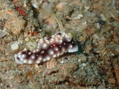 Goniobranchus geometricus