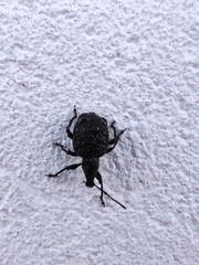 Otiorhynchus
