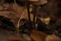 Lyophyllaceae