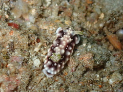 Goniobranchus geometricus