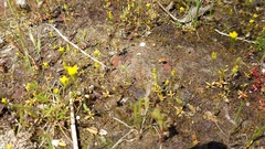 Cicendia quadrangularis