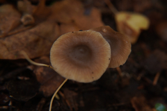 Lyophyllaceae