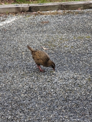 Gallirallus australis