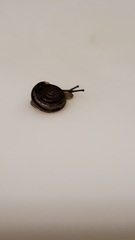 Polygyra cereolus