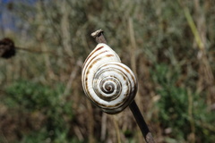 Pseudotachea splendida