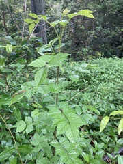 Campsis radicans