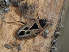 Xanthochilus saturnius