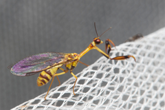 Mantispidae