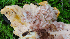 Entoloma parasiticum