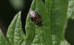 Deraeocoris nebulosus