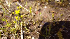 Cicendia quadrangularis