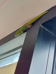 Phelsuma laticauda
