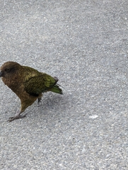 Nestor notabilis