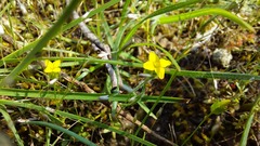 Cicendia quadrangularis