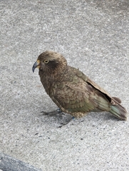 Nestor notabilis