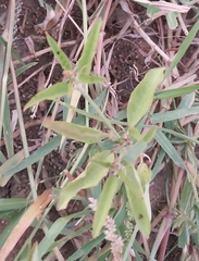 Croton bonplandianus