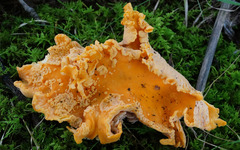 Entoloma parasiticum