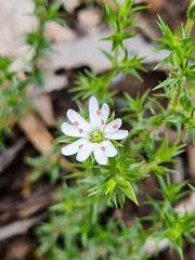 Stellaria pungens