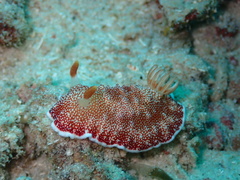 Goniobranchus