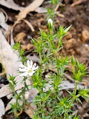 Stellaria pungens