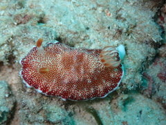 Goniobranchus