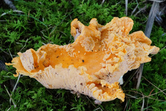 Entoloma parasiticum