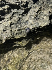 Nerita picea