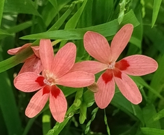 Freesia laxa