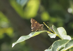 Trapezites symmomus