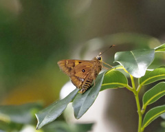 Trapezites symmomus