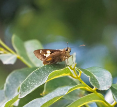 Trapezites symmomus