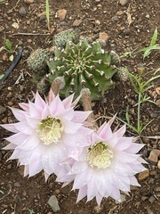 Echinopsis