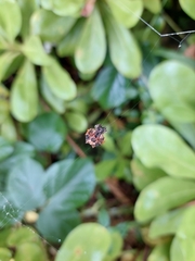 Thelacantha brevispina