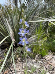 Thelymitra grandiflora
