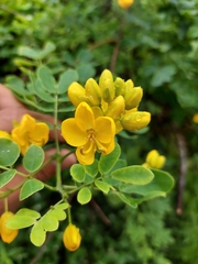 Senna pendula