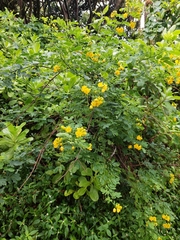 Senna pendula