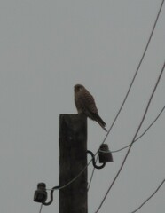 Falco tinnunculus tinnunculus