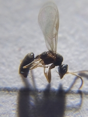 Technomyrmex vitiensis
