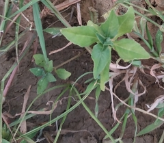 Croton bonplandianus
