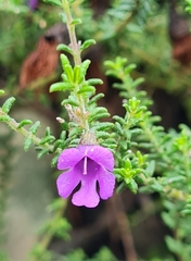 Prostanthera