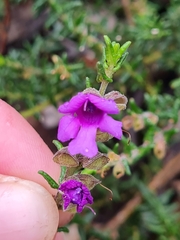 Prostanthera