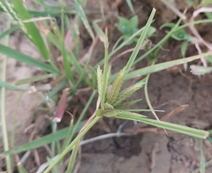Cyperus compressus